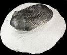 Bargain, Paralejurus Trilobite #47438-1